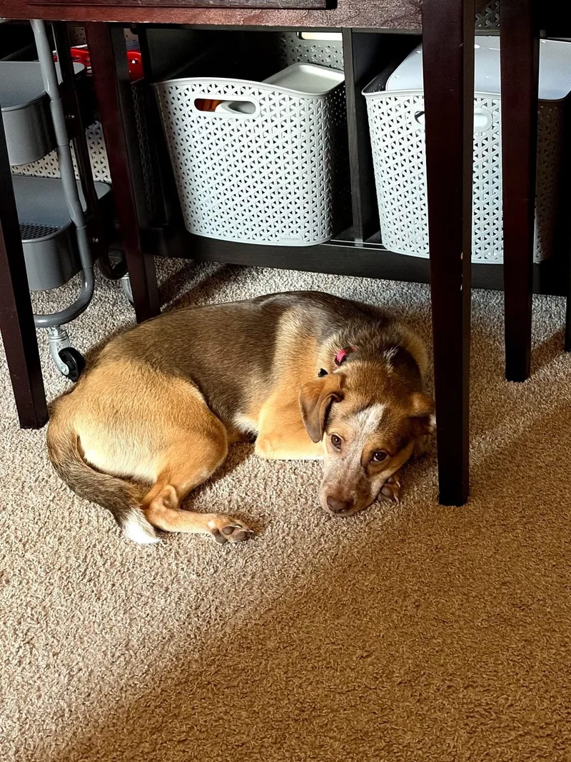 A baby medium-sized male Mixed Breed dog named Prince for adoption in Lexington, KY