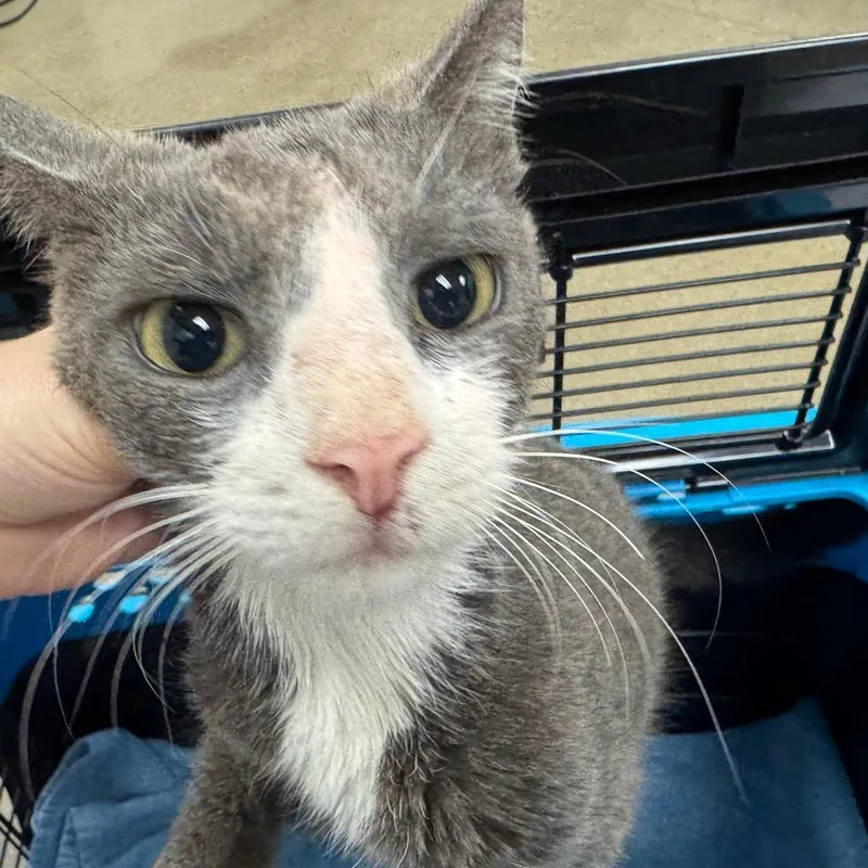 An adult medium-sized male Gray / Blue / Silver Domestic Short Hair cat named Marlboro Mike for adoption in York, PA