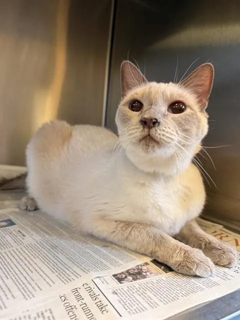 A senior large-sized male Siamese cat named Luka for adoption in Castaic, CA