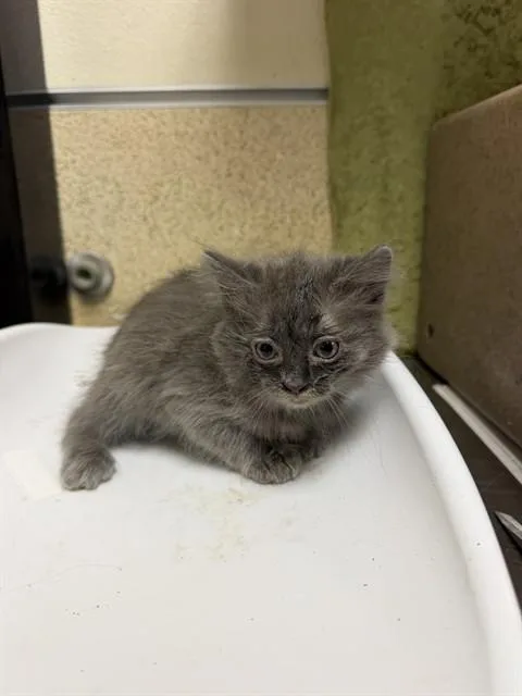 A baby small-sized female Domestic Short Hair cat named Mimi for adoption in Riverside, CA