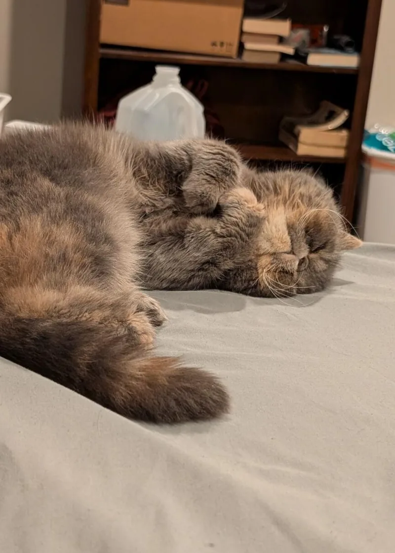 An adult small-sized female Dilute Tortoiseshell Exotic Shorthair cat named Noodles for adoption in Kenosha, WI