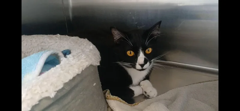 A young medium-sized male Black & White / Tuxedo Domestic Short Hair cat named Chevy for adoption in Port Angeles, WA