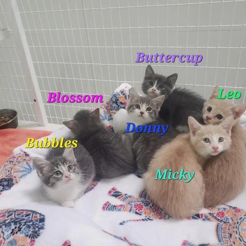 A baby medium-sized female Domestic Short Hair cat named Blossom for adoption in Diamond Springs, CA