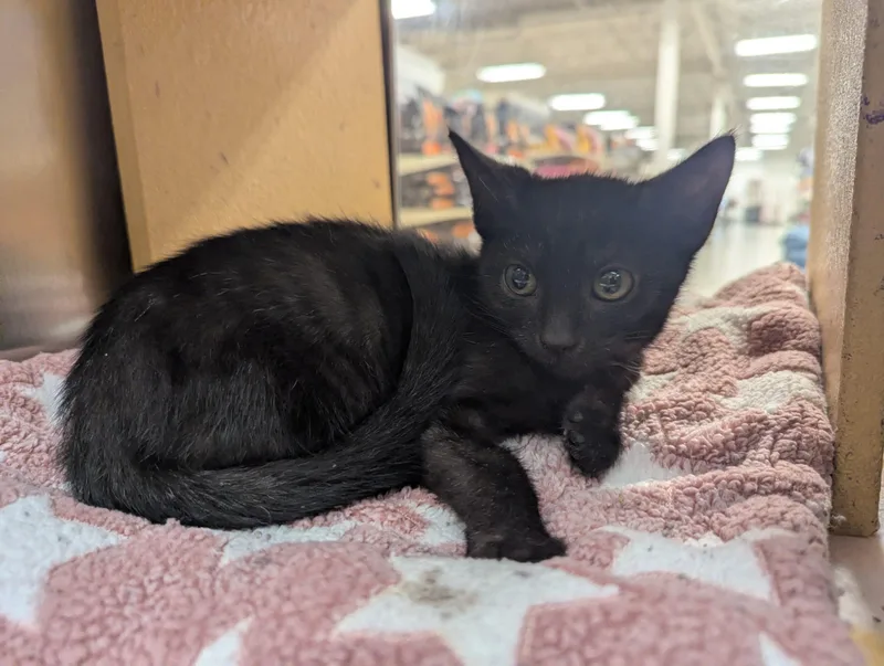 A young small-sized male Domestic Short Hair cat named Theodore for adoption in Seven Valleys, PA