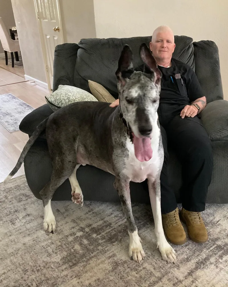 A senior extra large-sized male Merle (Blue) Great Dane dog named Berry for adoption in Houston, TX