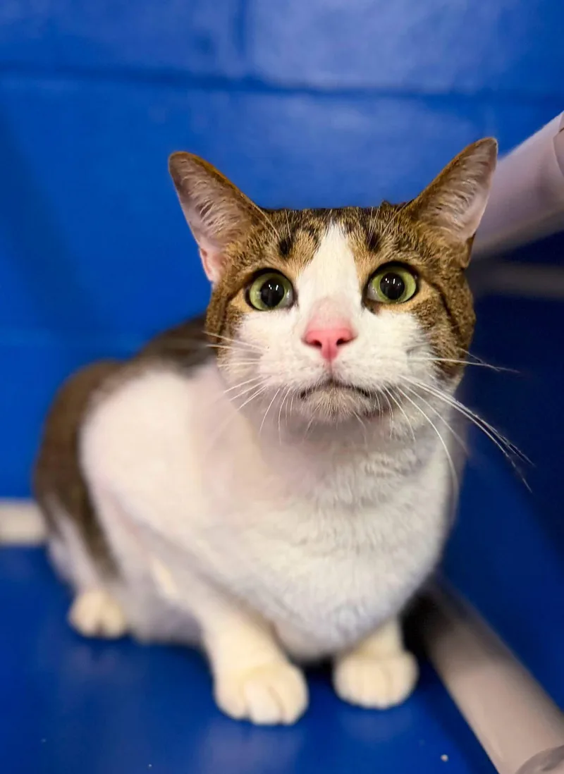 An adult medium-sized male Domestic Short Hair cat named Rocky for adoption in Clarkesville, GA