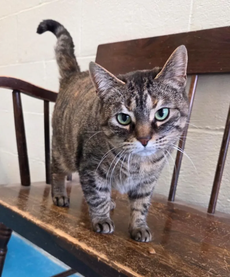 An adult medium-sized female Domestic Short Hair cat named Banditt for adoption in Muskegon, MI