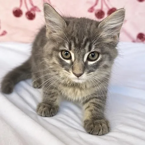 A baby medium-sized female Tabby (Gray / Blue / Silver) Domestic Medium Hair cat named Hexy for adoption in Foley, AL