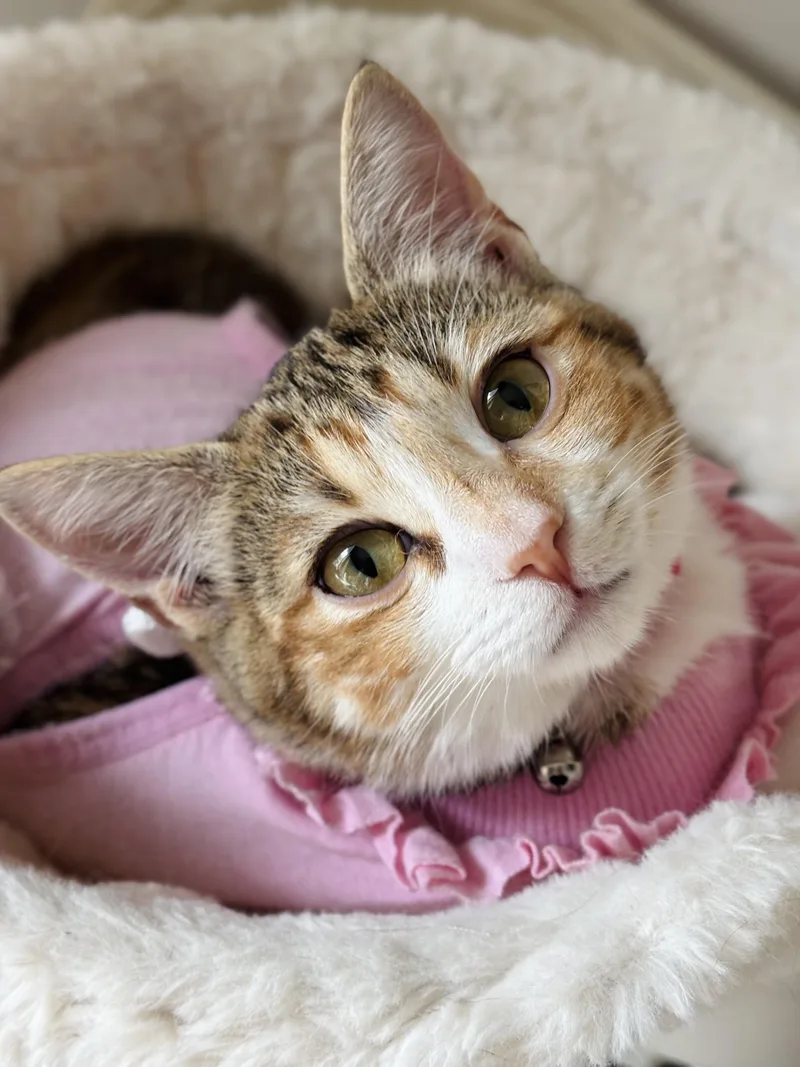A baby medium-sized female Calico cat named Dottie for adoption in Parker, TX