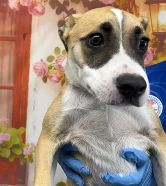 A baby small-sized male Pit Bull Terrier dog named Amelia for adoption in San Bernardino, CA