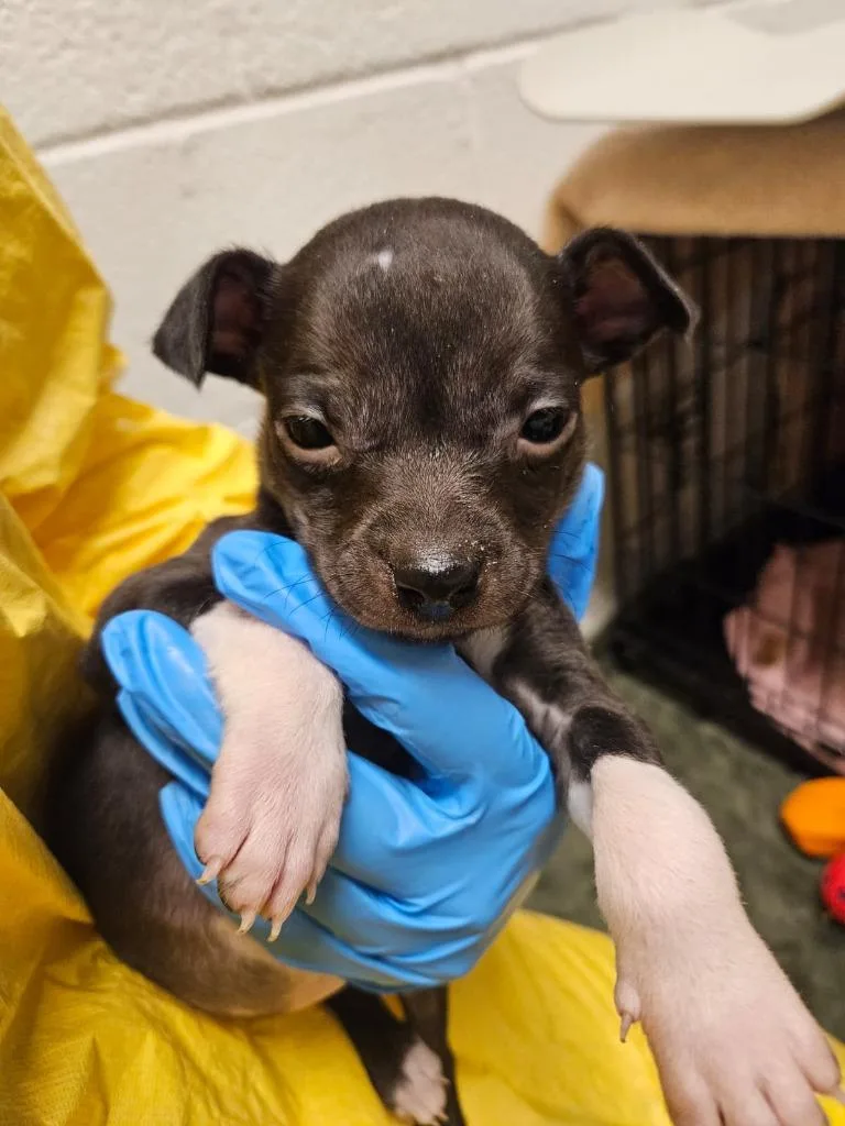 Katie Couric thumbnail 3