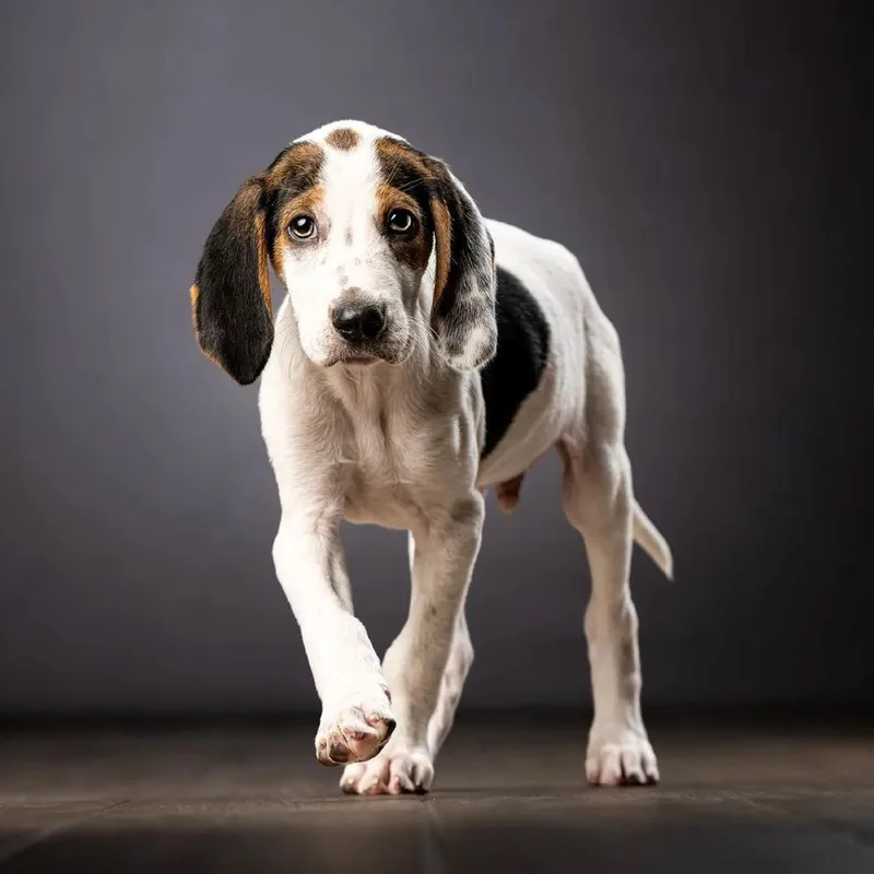 A baby small-sized male White / Cream Hound dog named Charlie for adoption in Jupiter, FL