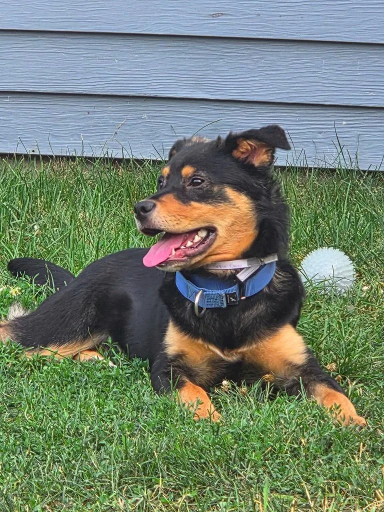 A baby large-sized male Rottweiler dog named Ryder $ for adoption in Milwaukee, WI