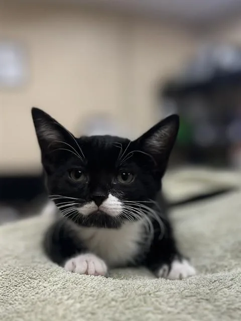 A baby small-sized female Domestic Short Hair cat named Pillow Cat for adoption in Aliquippa, PA