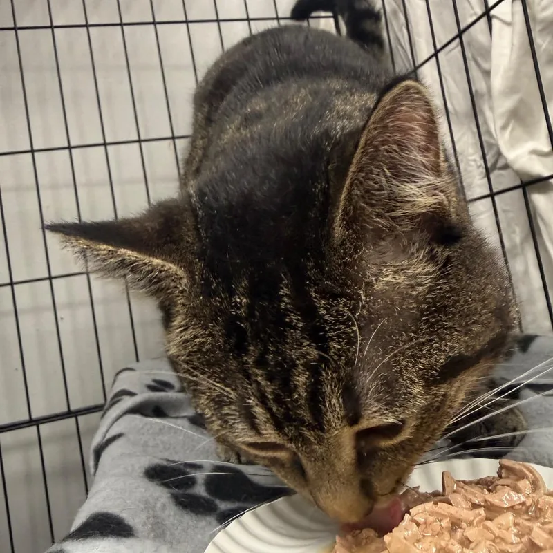 A baby small-sized male Domestic Short Hair cat named Skull for adoption in Normal, IL