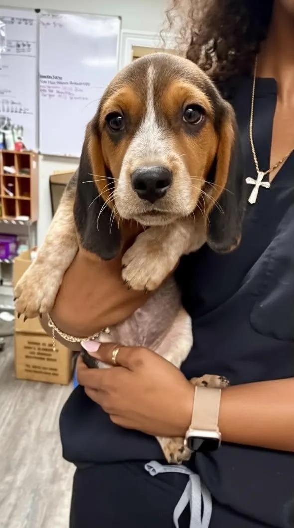A baby small-sized male Beagle dog named Barron for adoption in Semmes, AL