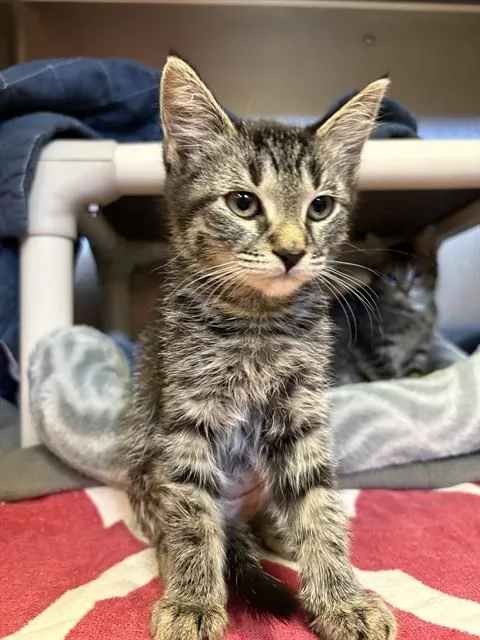 A baby medium-sized female Domestic Short Hair cat named Miranda for adoption in Brewster, MA
