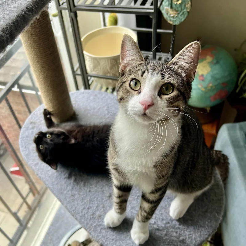 A young medium-sized male Tabby (Brown / Chocolate) Domestic Short Hair cat named Jackson for adoption in Chicago, IL