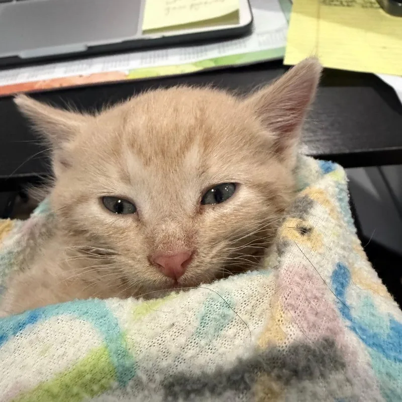 A baby small-sized male Buff / Tan / Fawn Domestic Short Hair cat named Sampson for adoption in Marion, VA