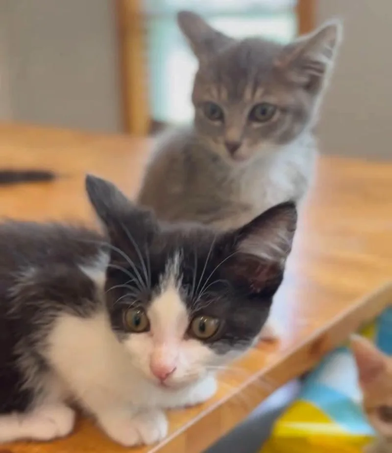 A baby medium-sized female Black & White / Tuxedo Domestic Short Hair cat named Kelp for adoption in Cosby, TN