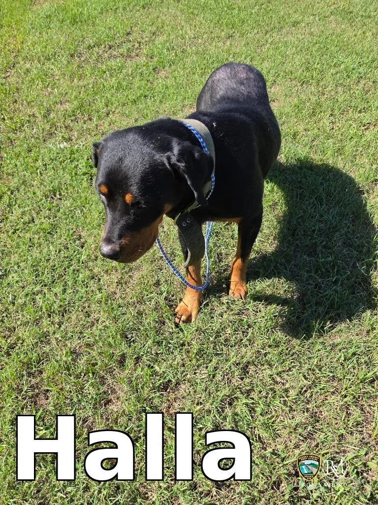 Halla