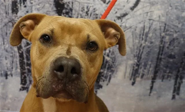 A young medium-sized male Mixed Breed dog named Fisher for adoption in Columbia, SC