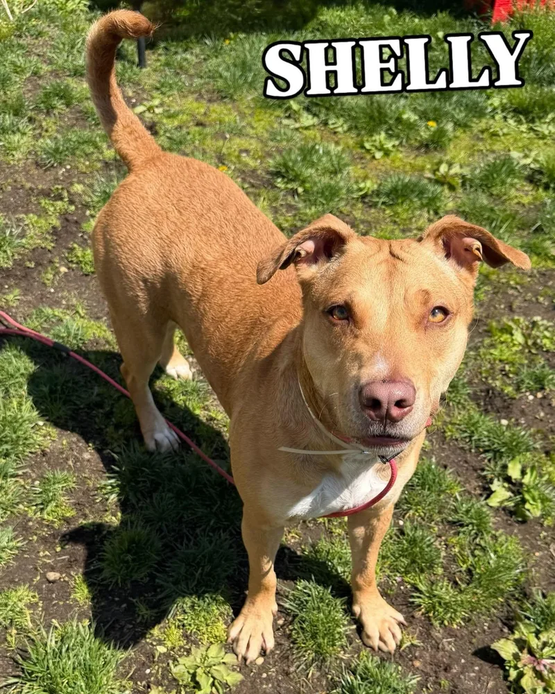 Shelly Tag