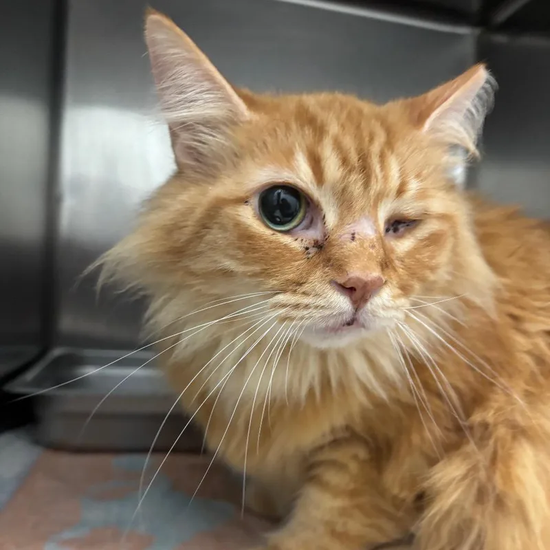 A senior large-sized male Orange / Red Domestic Long Hair cat named Simba for adoption in Ballston Spa, NY