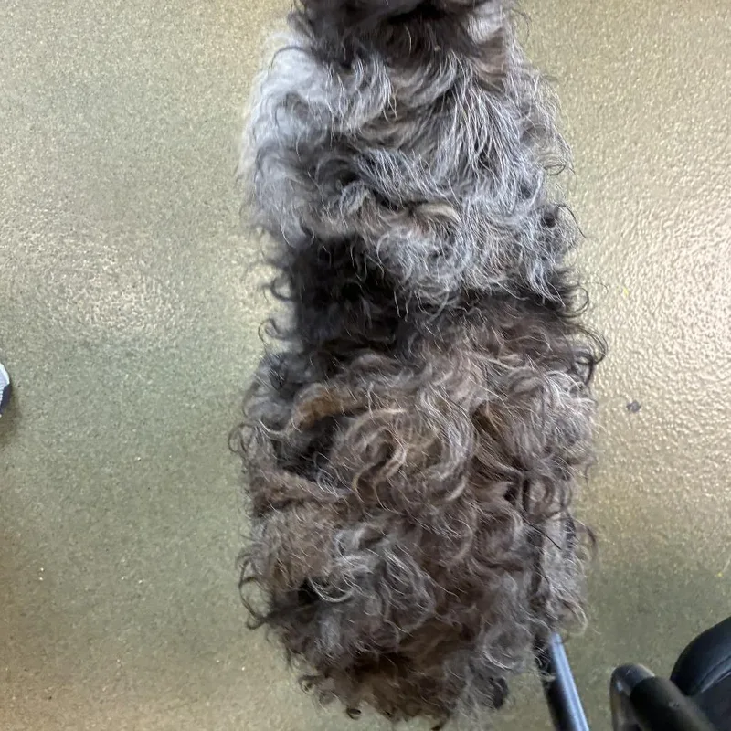 An adult medium-sized male Brown / Chocolate Australian Shepherd dog named Huckleberry for adoption in Harrisonburg, VA