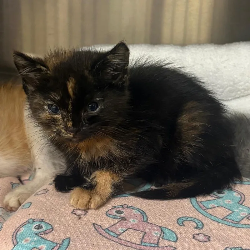 A baby small-sized female Tortoiseshell Domestic Short Hair cat named Winona for adoption in Springfield, IL
