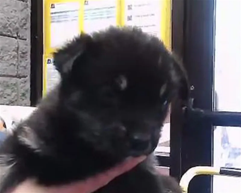 A baby small-sized female German Shepherd Dog dog named Brew for adoption in Tulsa, OK