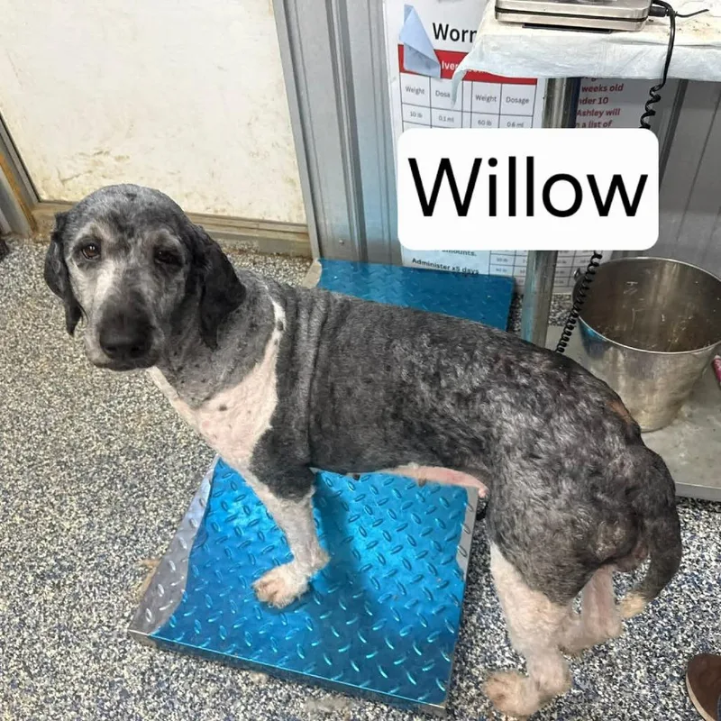 An adult medium-sized female Gray / Blue / Silver Goldendoodle dog named Willow for adoption in Dover, AR