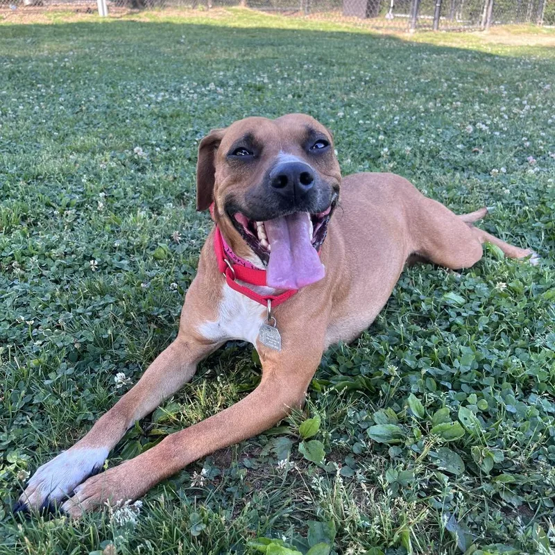 An adult medium-sized female Yellow / Tan / Blond / Fawn Mixed Breed dog named Mary Jane for adoption in Chattanooga, TN