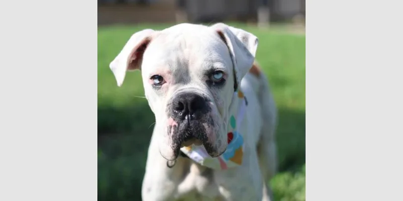 An adult medium-sized male White / Cream Boxer dog named Johnathan Bullitt Dogriguez II for adoption in Hewitt, TX