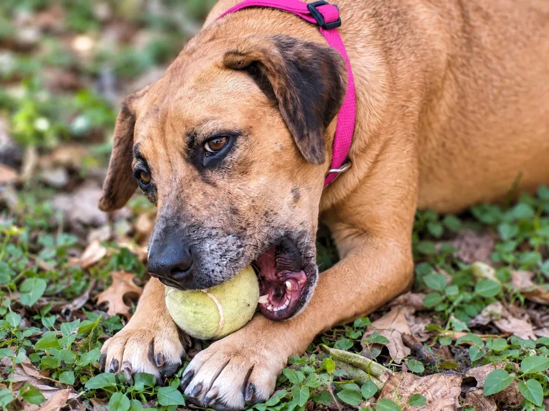 An adult medium-sized female Yellow / Tan / Blond / Fawn Labrador Retriever dog named Sunny SideUp for adoption in Austin, TX