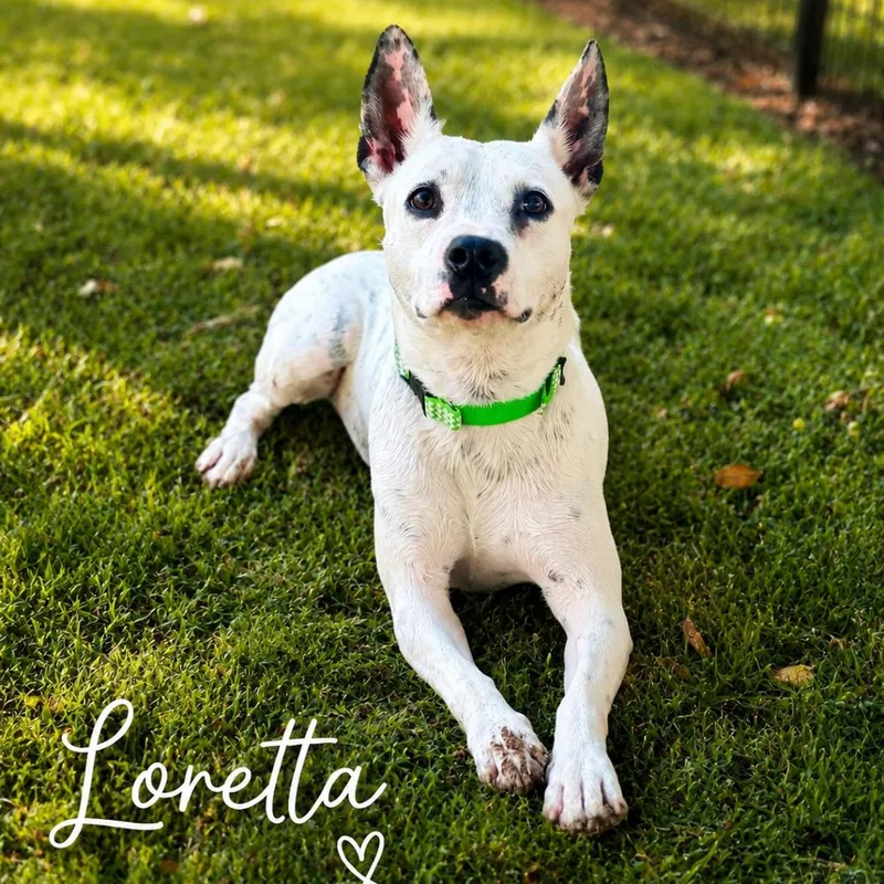 A young medium-sized female White / Cream Terrier dog named Loretta for adoption in Wadena, MN