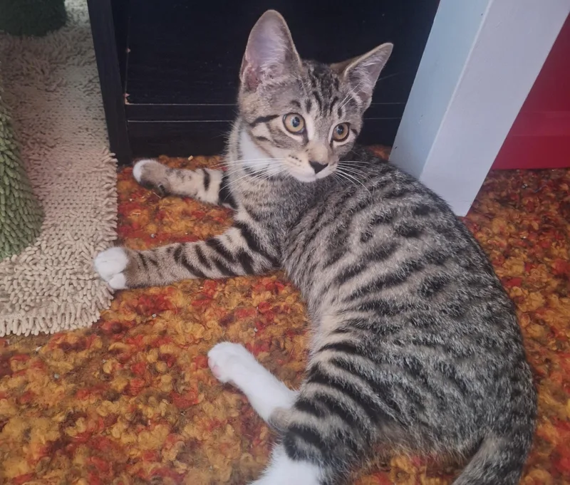 A baby medium-sized male Tabby (Buff / Tan / Fawn) Domestic Short Hair cat named Bear for adoption in Mayfield, NY
