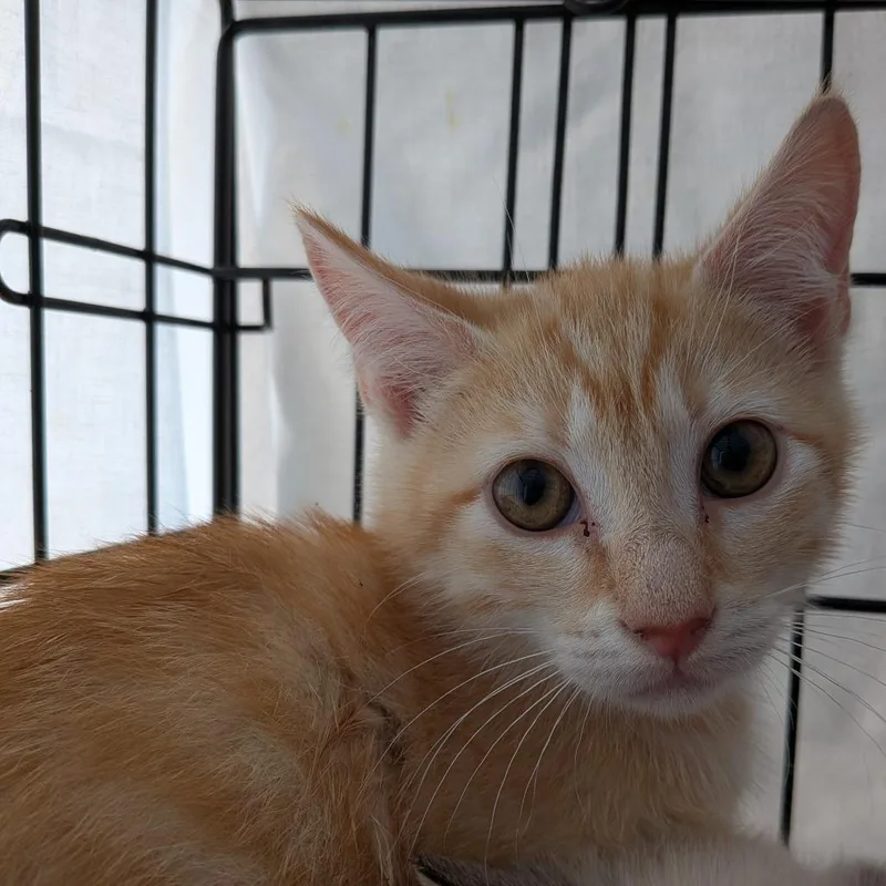 A baby small-sized male Orange / Red Domestic Short Hair cat named Scarecrow for adoption in Fairfax, VA