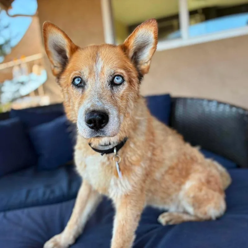 A senior medium-sized female Cattle Dog dog named Molly Macaroon for adoption in Ramona, CA