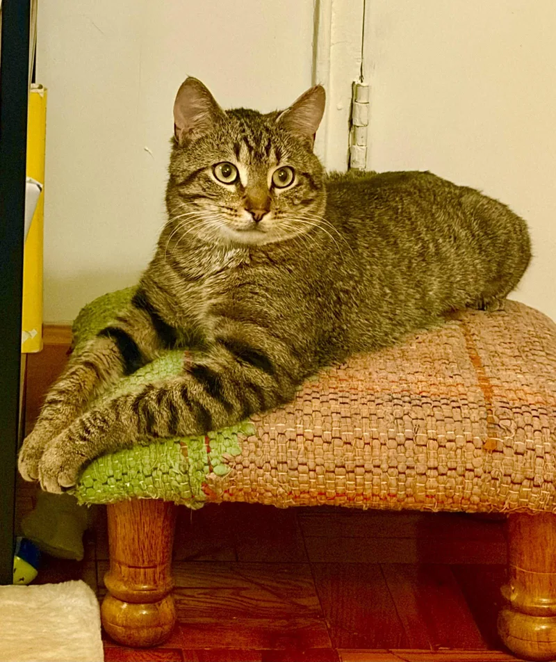 A young medium-sized male Domestic Short Hair cat named Huggy Bear for adoption in Brooklyn, NY
