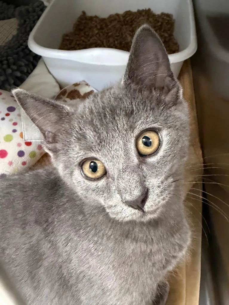 A baby medium-sized female Domestic Short Hair cat named Oregano for adoption in Pomona, NY
