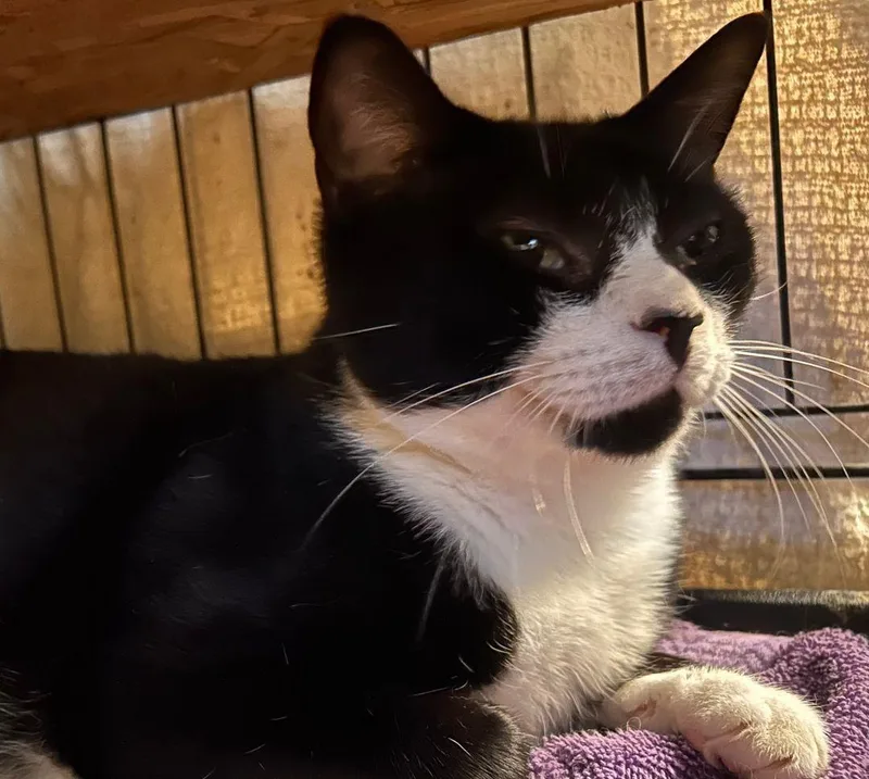 A young large-sized female Domestic Short Hair cat named Jenny for adoption in East Hartford , CT
