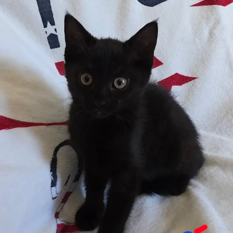 A baby small-sized female Black Domestic Short Hair cat named Hope for adoption in Yuma, AZ