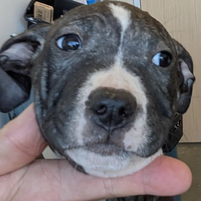 A baby medium-sized male Black Mixed Breed dog named Cloud for adoption in Leander, TX