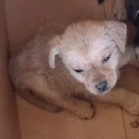 Taz