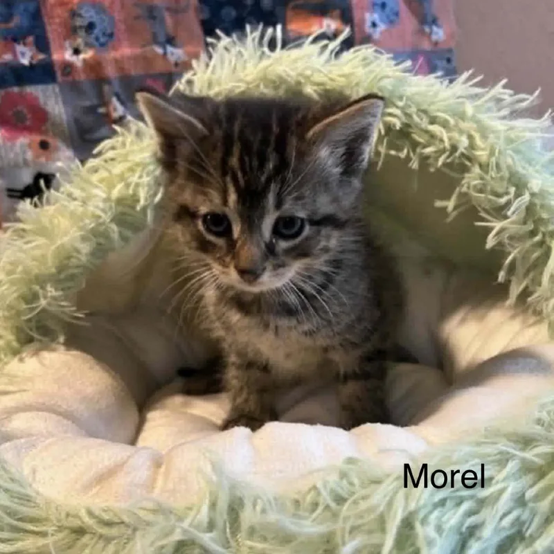A baby small-sized male Brown / Chocolate Domestic Short Hair cat named Morel for adoption in Danbury, CT