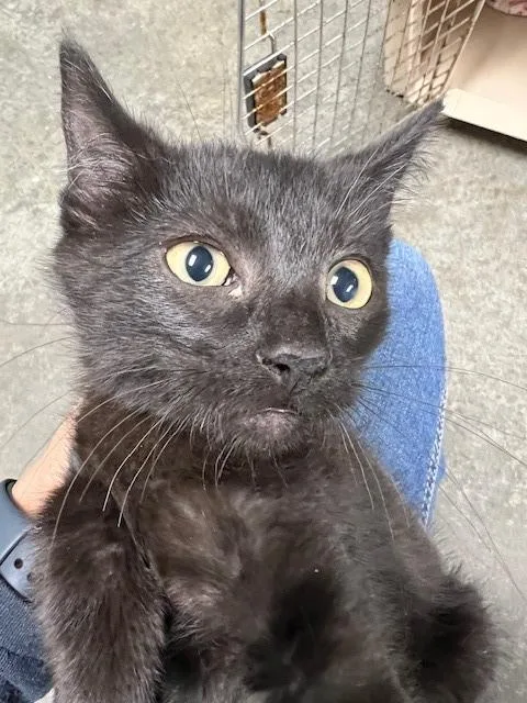 A baby small-sized male Domestic Medium Hair cat named Pixel  EOD . for adoption in Chickamauga , GA