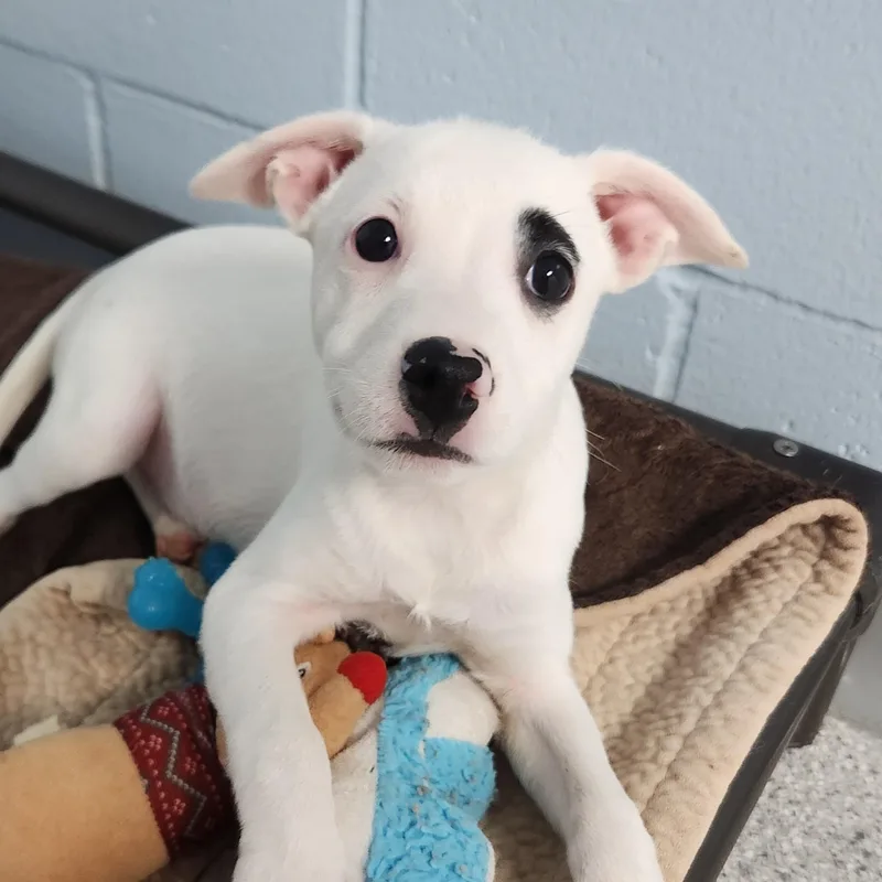 A baby small-sized female White / Cream Mixed Breed dog named Blanche for adoption in Marshfield, WI