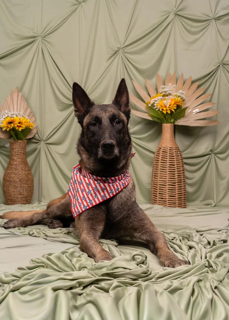 An adult large-sized male Belgian Shepherd / Malinois dog named Seven for adoption in Duxbury, MA