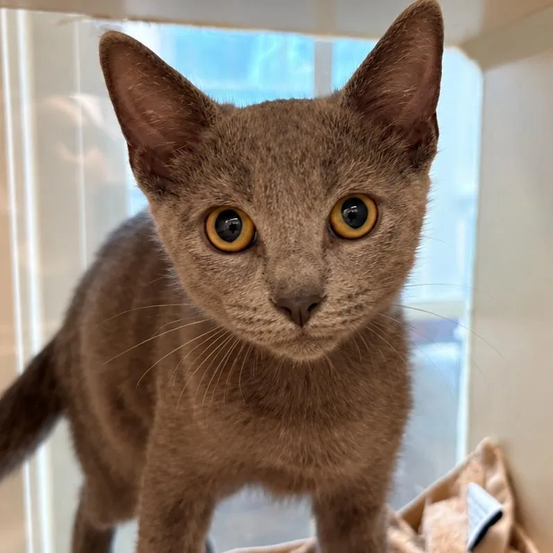 A baby small-sized male Gray / Blue / Silver Domestic Short Hair cat named Flannel for adoption in Gloucester, VA